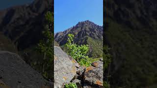 small bush is growing in a crack of large rock in mountains at sunny summer day with blue sky [upl. by Riba]