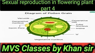 sexual reproduction in flowering plant part 4 [upl. by Ayiram253]