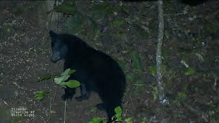 Black Bear Filmed with night vision at seven yards [upl. by Kamat]