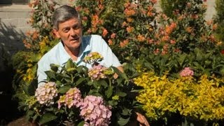 How to Grow Mophead Hydrangeas Successfully  Garden Savvy [upl. by Race]