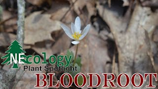 NEcology Plant Spotlight  Bloodroot [upl. by Brenton]