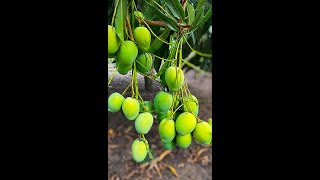 Grow mango tree from cuttingshort compost gardenlife viralvideoシ highlights shorts reelsvideo [upl. by Gnagflow]