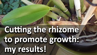 Cutting the rhizome to promote growth my results [upl. by Herb535]