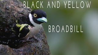 BlackandYellow Broadbill  Bird of RDC Sandakan  Cam Nature [upl. by Annais456]