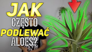 Jak często podlewać aloes Patent na podlewanie  NAUKA W SŁOIKACH [upl. by Everett]