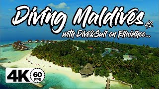 Scuba Diving ELLAIDHOO  MALDIVES  GoPro 7 4K 60FPS [upl. by Chet]