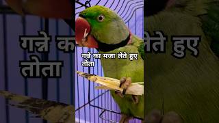 गन्ने का मजा लेते हुए तोता Ganne ka maja lete hue parrot birds mitthu petowner trendingvideo [upl. by Rollecnahc]