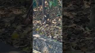 Monkey spinning monkey viralshort shortsfeed trending ytshortsvideo bali indonesia [upl. by Ydnirb]