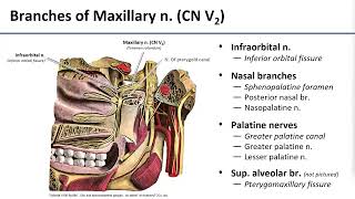 15 Pterygopalatine Fossa Contents [upl. by Vincentia]