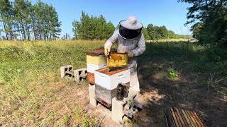 VLOG GARDNER APIARY Work through Part 2 of 3 [upl. by Eniamirt]