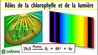 La photosynthèse explication détaillée des rôles de la chlorophylle et de la lumière [upl. by Ab]