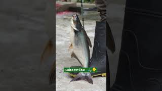 Top Catfish Fishing With Homemade Ideas shorts fishing hookfishing villagehookfishing [upl. by Enerol]