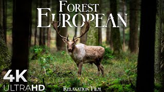 Forest 4K 🦌 European Nature Relaxation Film  Video Ultra HD [upl. by Orvah748]