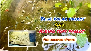 Parrot Fish Breeding Update [upl. by Fia453]