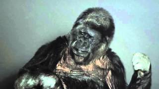 Koko the gorilla is the voice of Nature at COP21 [upl. by Dale]