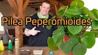 Tips voor de verzorging van je Pannenkoekenplant Pilea Peperomioides [upl. by Whitehouse5]