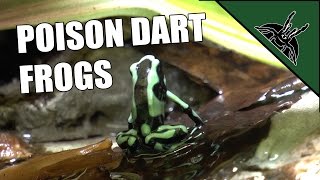 Poison dart frogs  Dendrobates auratus [upl. by Vance]