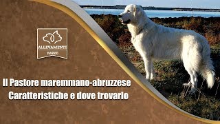 Il cane Pastore maremmanoabruzzese  Caratteristiche e dove trovarlo [upl. by Savior]