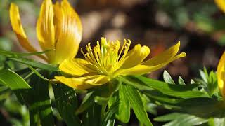 Eranthis hyemalis OKmp4 [upl. by Ireland]