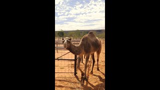 A camel walking on the farm [upl. by Saied]