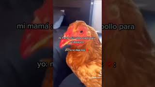 Devoró la gallina xd [upl. by Vanni265]