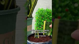 indoorplants planting garden gardening plants propagate [upl. by Sergei]