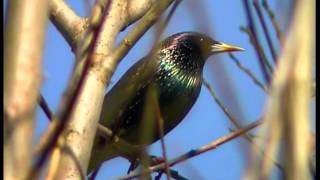 Stare  Sturnus vulgaris  Common Starling  ljudsound [upl. by Kutchins]