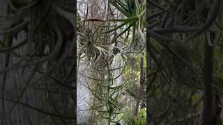 Tillandsia duratii and mereliana 🌀🐉🍍 2024830 [upl. by Ralli]