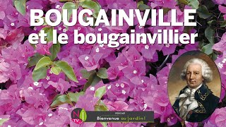 BOUGAINVILLE ET LE BOUGAINVILLIER PLANTE QUI HONORE LE 1ER FRANÇAIS À AVOIR FAIT LE TOUR DU MONDE [upl. by Enitselec149]