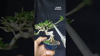 perjalanan bahan bonsai sancang mini dari pertama kali pakai pot kecil bonsai bonsaitree bonsail [upl. by Euqnom]