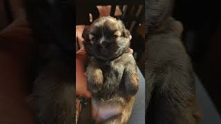 Shorkie puppies are 3 weeks old today puppy shorkie shorkiepuppies smalldog doglover [upl. by Iznik]