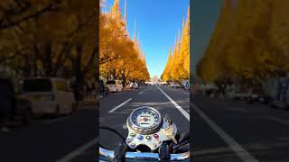 This is ‘ginkgo street’ in the AoyamaGaien area of Tokyo The trees peak mid Nov  early Dec [upl. by Nikolaus561]