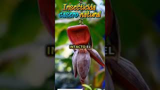 Insecticida casero natural Protege tus plantas sin químicos [upl. by Suoivatnom]