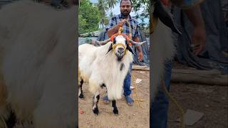 Bakrid special 2024 Nellore judipi sheeps [upl. by Lerad600]