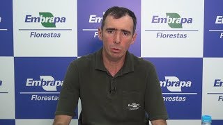 Enxertia de araucária para a produção de pinhão  Florestas Online [upl. by Perkins]