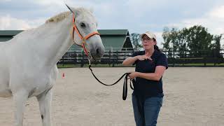 Our Work Trailer on Equine Science [upl. by Grazia956]