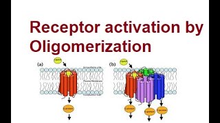 Activation of Receptors by Oligomerization  Mechanism  2024 [upl. by Torruella274]