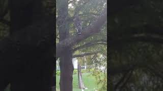 Red Shouldered Hawk Swooped Into Willow Oak Tree amp Looked Around by Our Screened Porch Oviedo [upl. by Aimahc]