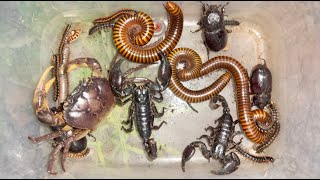 Red Spotted Giant Millipedes Fascinating World And Tiny Worm Discovery Black Scorpion [upl. by Lucky457]