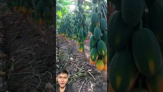 Papaya harvest sonlv [upl. by Ayouqes]