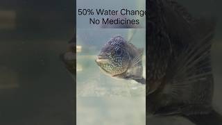 Day 3 Flowerhorn Treatment 50 water change Day 4 no changes and no medicine [upl. by Ahsemit44]