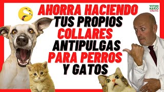 ✅ 4 Collares ANTIPULGAS CASEROS para PERROS y GATOS ✅ Con REPELENTES NATURALES [upl. by Rafa]