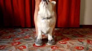 Dog Trick Tutorial advanced Cop Cop [upl. by Melcher]