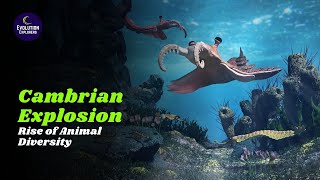 The Cambrian Explosion Rise of Animal Diversity  Human Evolution [upl. by Nadbus24]