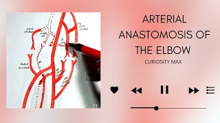 Arterial anastomosis of the elbow [upl. by Hobbs]