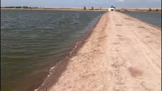 Fish farming in Earthen ponds  Aquaculture in Pakistan  ABCD TV [upl. by Oisacin]