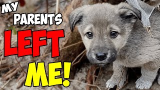 Rescue of a Scared Abandoned Puppy with a Broken Heart [upl. by Bayless]