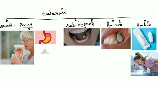 Pharmacologie  voies dadministration [upl. by Donavon415]