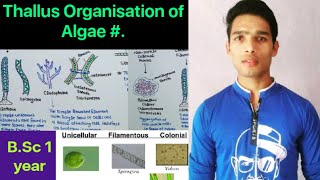 Thallus structure and Organisation Algae [upl. by Sirromal]