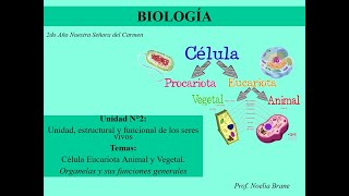 Células Eucariotas Organelas y sus funciones [upl. by Norby]